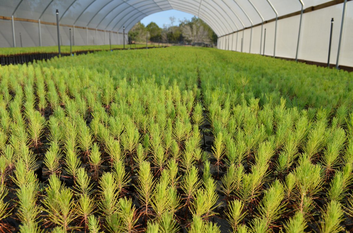 TreeFolks's tweet photo. Thank you #ElginCourier for writing about our reforestation program in Bastrop County💚 If you are a #Bastrop County resident, don't miss our 5,000 Loblolly Pine #sapling #giveaway on 01/12! To learn more, visit https://t.co/YQR4nRSbJS 💚 https://t.co/I1Tj6QncD4