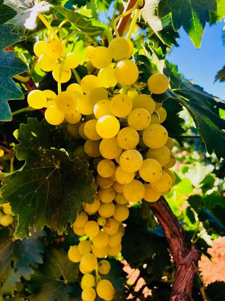 Moscato сорт винограда. виноград мускат нины. мускат оттонель виноград. москато сорт винограда. голден мускат виноград.