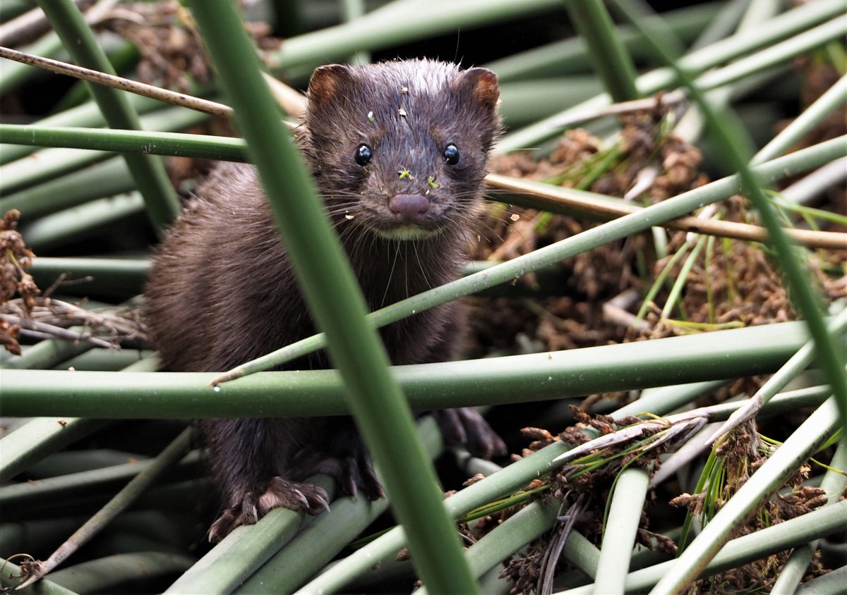 Laguna Foundation Board of Directors Pledges $75,000 Matching Grant! Our Board will match every gift received by December 31, thereby doubling the value of your donation. Please donate a special year-end gift to ensure a restored Laguna, now and forever. lagunafoundation.org/donate_match.h…