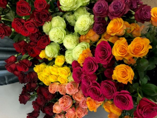 BlumenMeisters's tweet photo. Beautiful roses everywhere!!! Bring a smile to the face of that special someone with a custom floral creation by one of our talented designers! Nothing will brighten her day more than these brilliantly colored roses. Call us today and reserve your delivery time! 
830-629-1604 https://t.co/NTWfNhRqnb