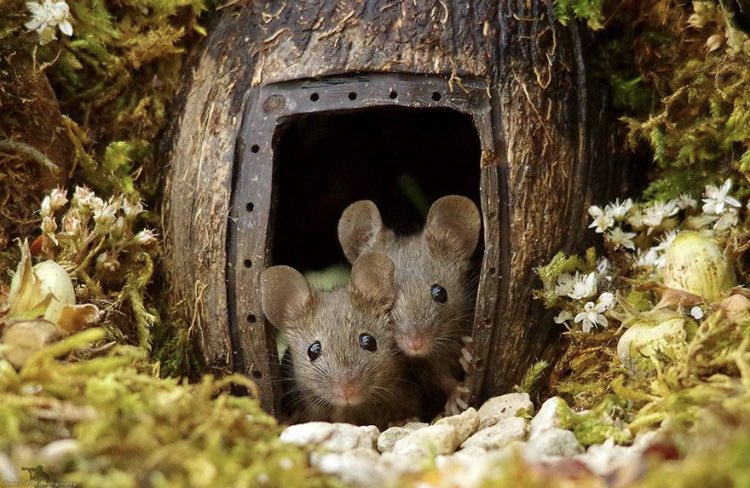 adoptaunavidaMD's tweet photo. 🌸Maravilloso🌸 un hombre, Simon Dell, descubrió una familia de ratones viviendo en su jardín y les construyó una aldea en miniatura. Abrimos hilo para compartir las fotos que sacó. https://t.co/oGrxtVUfnq