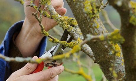 GreenleafTS's tweet image. Trees and shrubs are also vulnerable to early frosts and freezes. Be sure to properly trim them as winter weather approaches!
#properpruning #pruning #gtscares #gts #greenleafturfsolutions