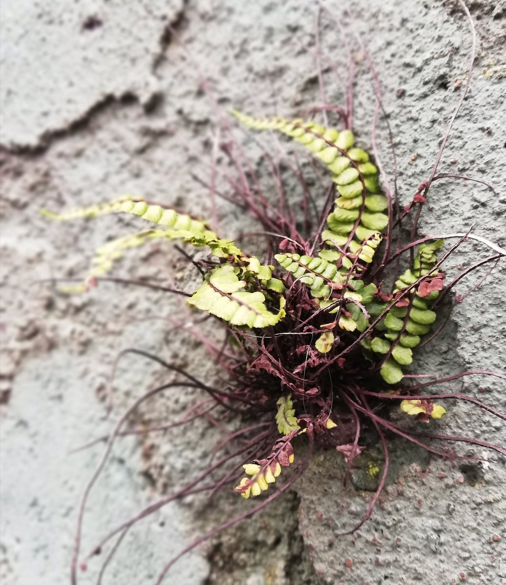 Nature always finds a way #derelictbuilding #growth #wall #NewRoss #wexford #ireland #weedsareprettytoo #nofilter