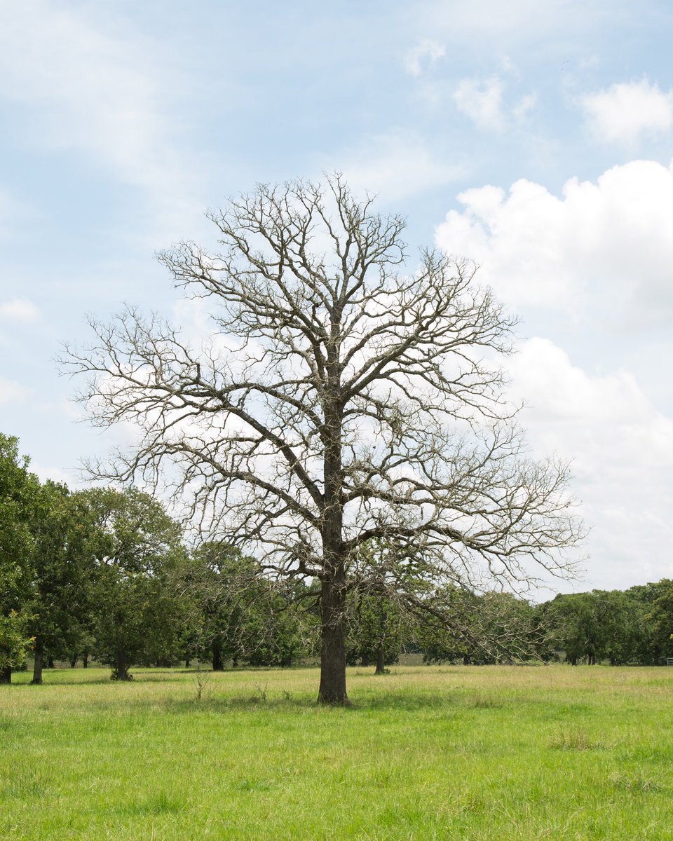 HWDCo's tweet image. Real craftsman start with the tree and control the entire process.It’s not unique or creative when everyone has access to the same materials. That’s why we’ll never back down from creating our products from start to finish in College Station, Texas.