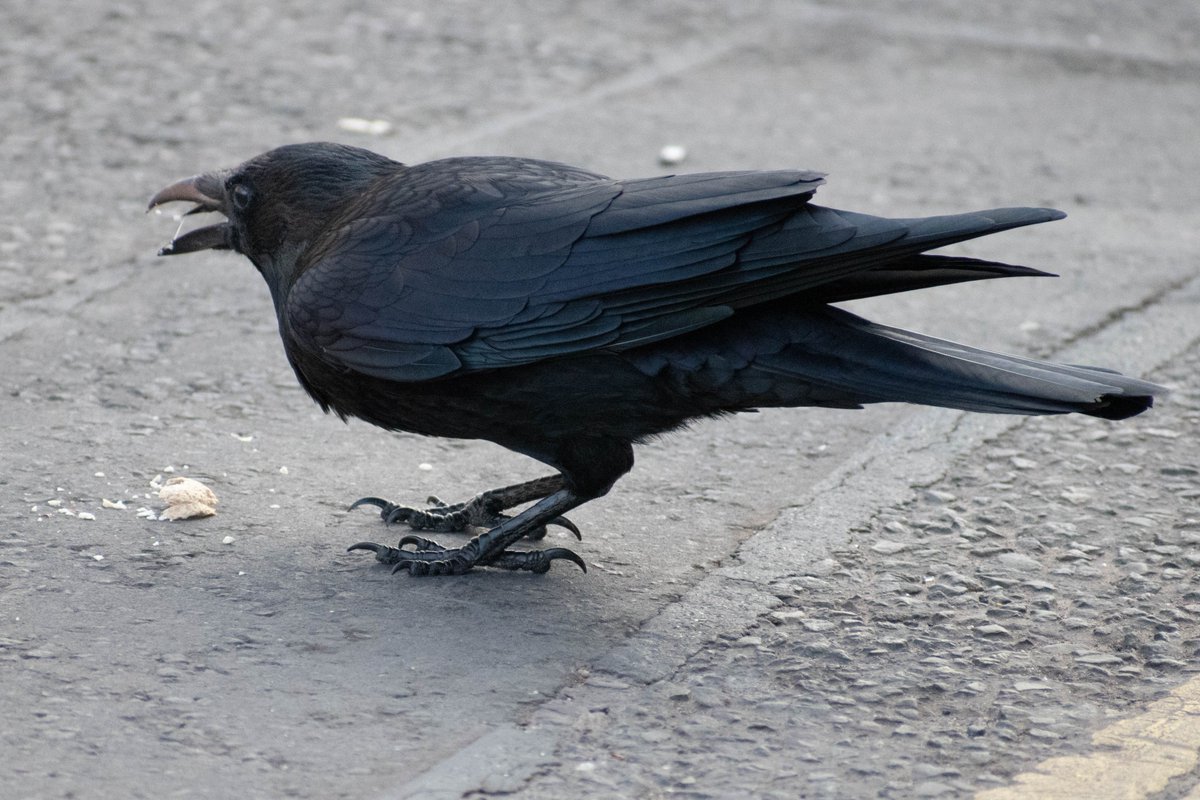 Image result for rude crow