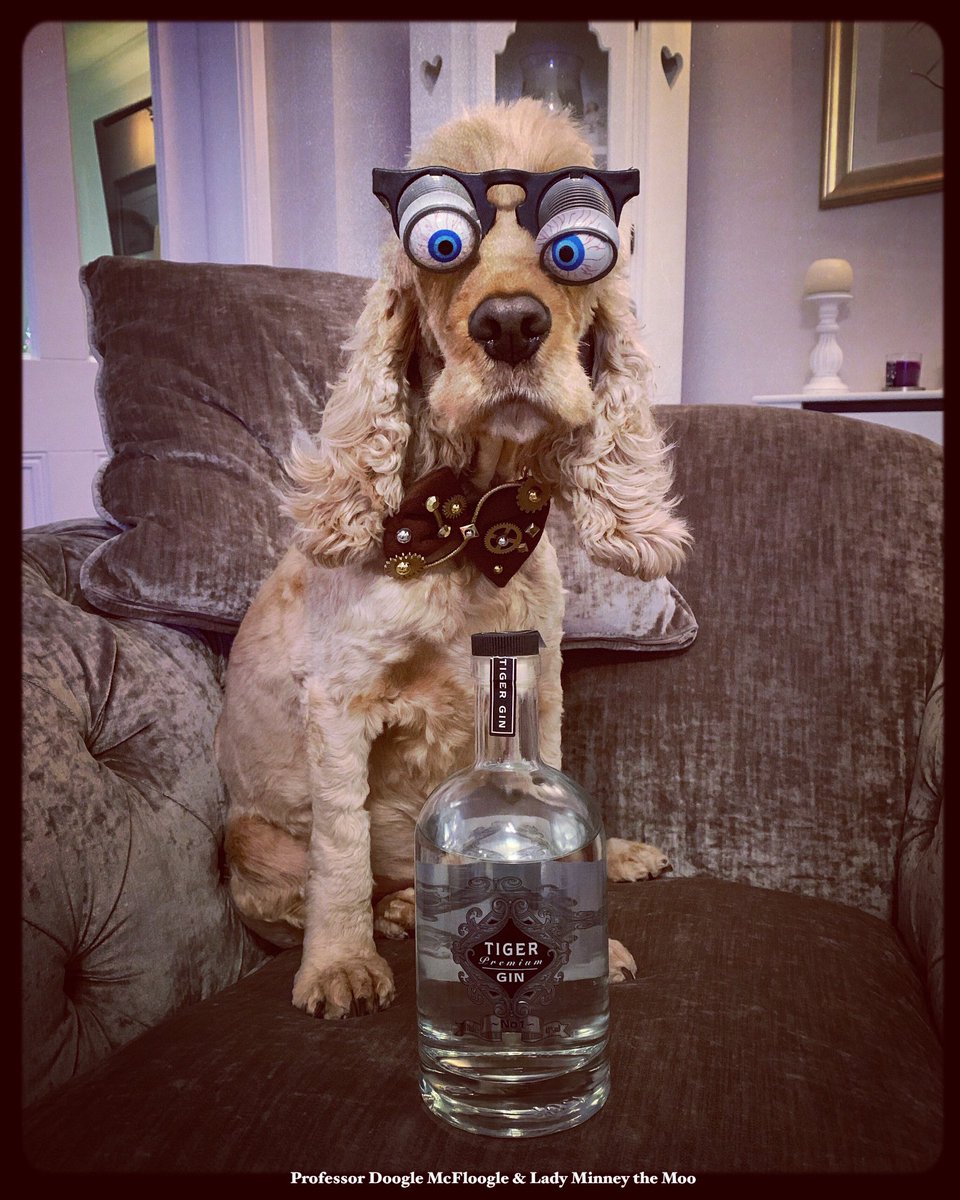 So it looks like Professor Doogle McFloogle has been at his mummy’s favourite gin again! 🤭 <a href="/TheTigerGin/">Tiger Gin®</a> @laineyann50 <a href="/bfbshatch/">Richard Hatch 💙</a> <a href="/veritygeere/">Verity Geere🌻</a> @SAFVBC <a href="/JimtheJP/">Jimthejetprovost</a> <a href="/WeAreVeteransUK/">We Are Veterans C.I.C</a> <a href="/AGrumpyVeteran/">The Grumpy Veteran</a>