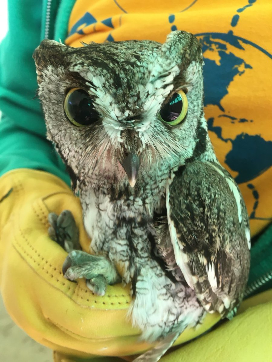 TheEthogram's tweet photo. Occasionally when we're working with animals, things can get auk-ward! Researchers must take into consideration the stress our presence or manipulation can have on our study subjects #theethogram #avianscience #handling #birds… https://t.co/uYTLRSKfgW https://t.co/UxecEQIeQw