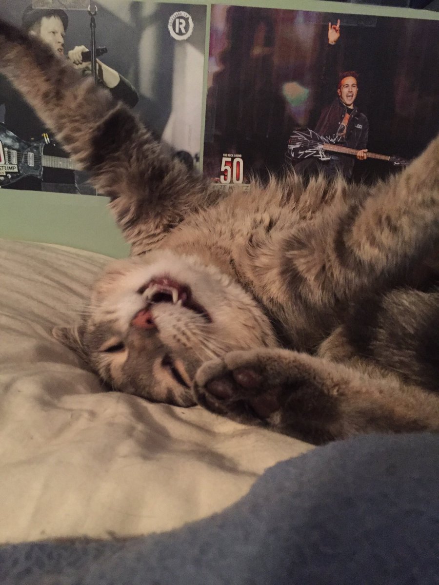 not actually hayden tree tweet media