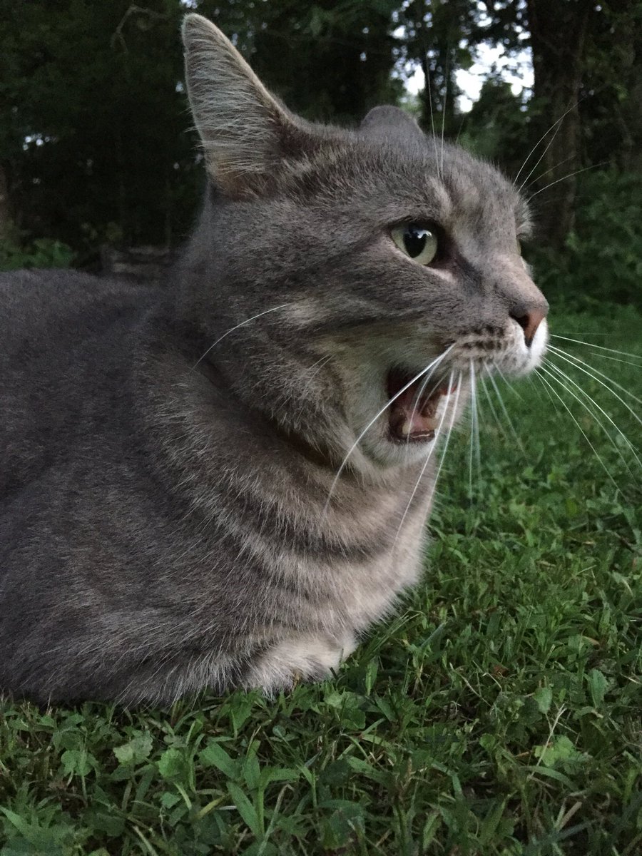 not actually hayden tree tweet media