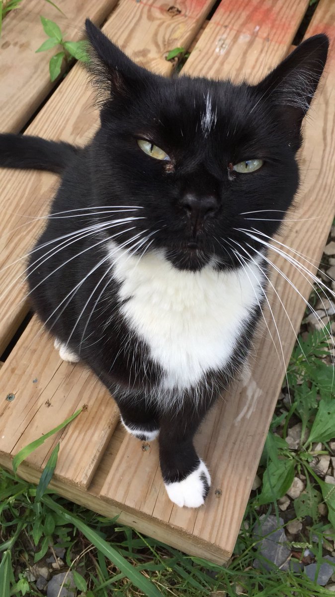 not actually hayden tree tweet media