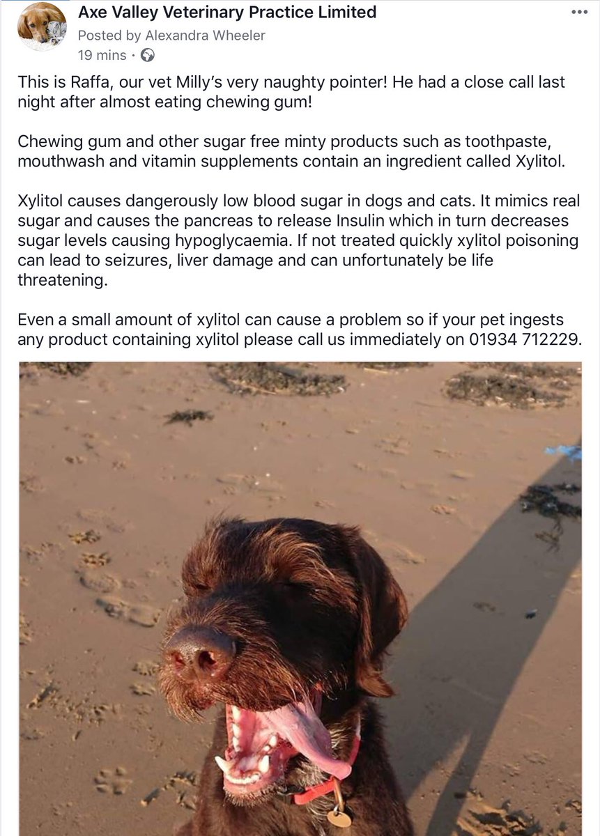 AxeValleyVets's tweet photo. Sadly we’ve got another warning to give
⚠️ 
Raffa is owned by our brilliant vet Milly. Raffa tried to help himself to her chewing gum last night, thankfully she knew the seriousness of this.
⚠️
We’ve screen shot out story from FB, it was too long to post on here. https://t.co/UCwsXxcKOK