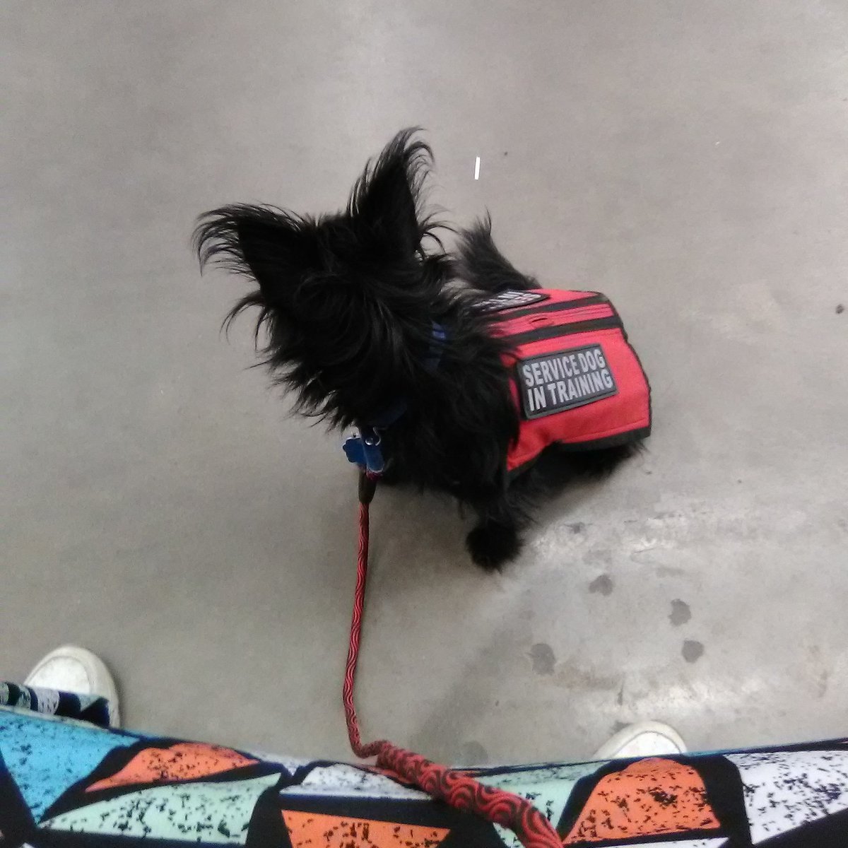 CBPelton's tweet photo. What part of this says "talk to me?" #serviceanimalintraining #servicedogintraining #cantatheservicedog #cbpelton #migraineservicedog #ptsdservicedogintraining https://t.co/DI7wUaRzlo