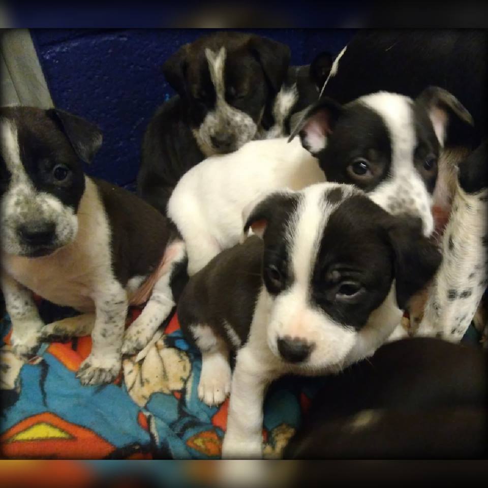 TAILS Adoptions tweet media