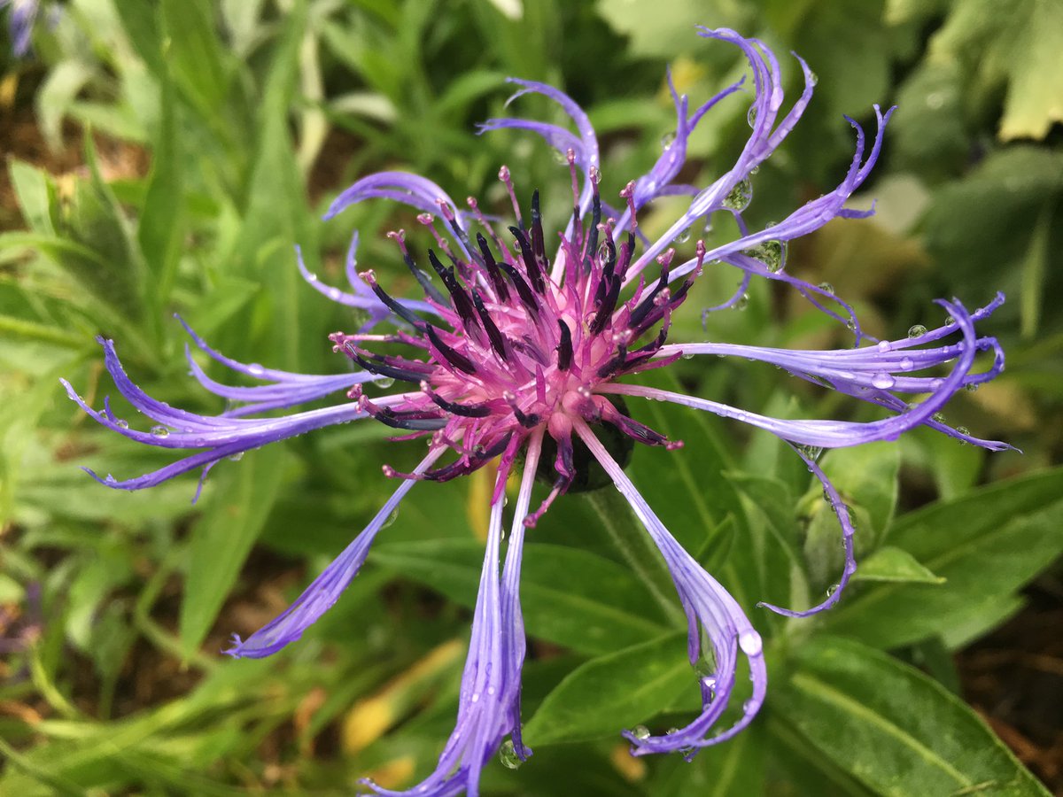 RevivalsOD's tweet image. In the little things, there is such beauty and delight. It takes effort to look and a moment to take it in.