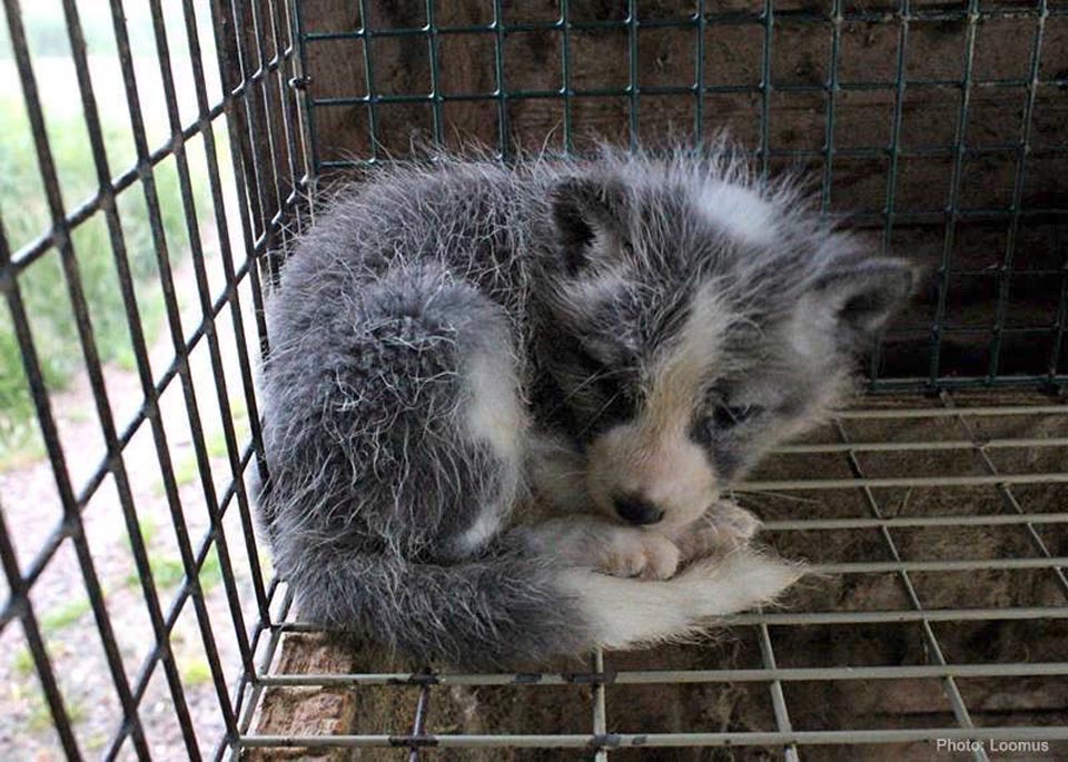 rickygervais's tweet image. This beautiful little guy spends his miserable short life in a cage before being skinned to make fur trimmings for coats and hats. Disgusting. #SayNoToFur