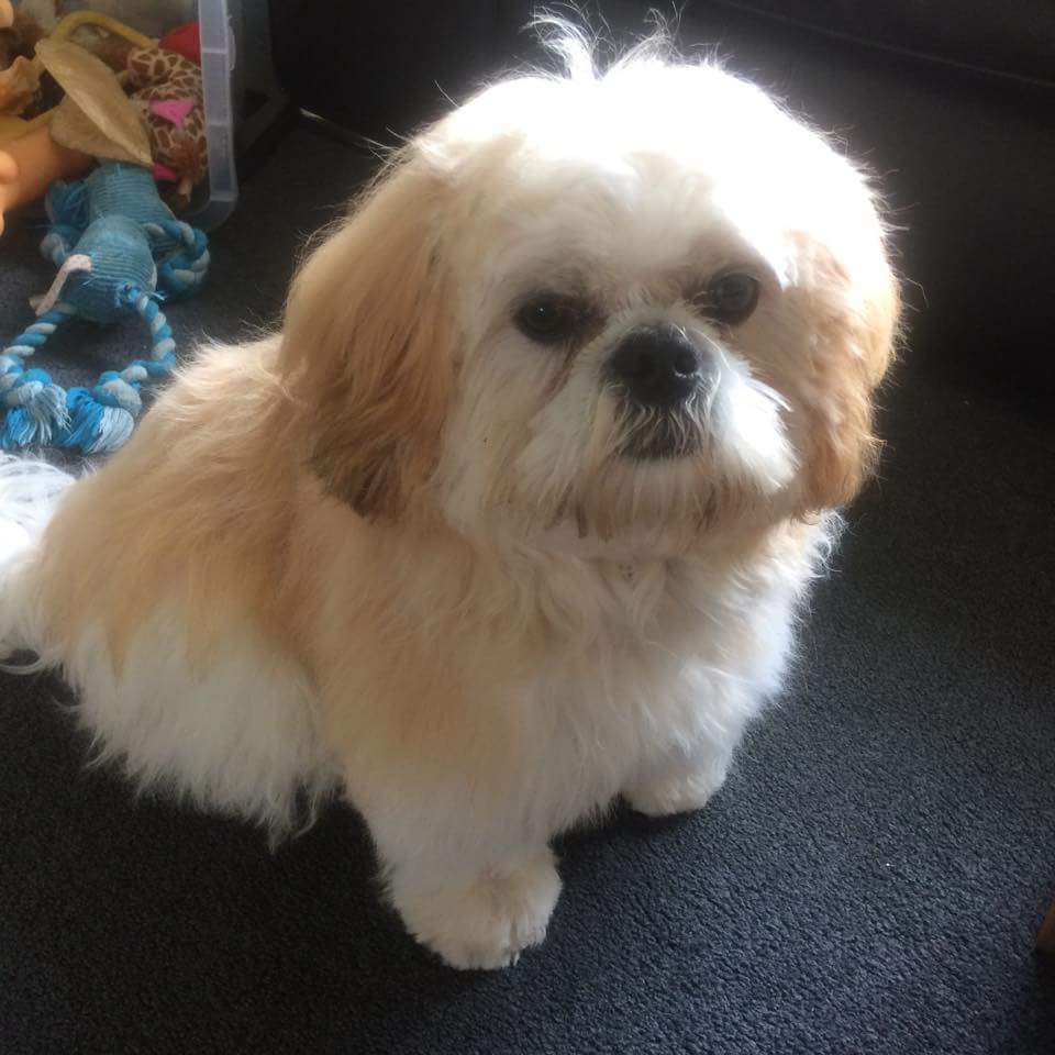 Skimead's tweet photo. #newhairdo My #Zuchon posing before heading out in the rain/mud! https://t.co/3FBNfR8hLo