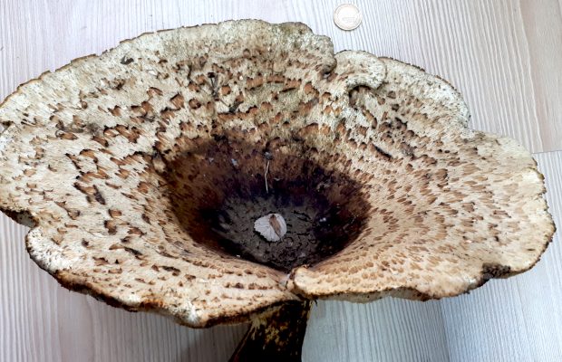 Polyporus squamosus -
Meyve gövdesi 50 cm çapına kadar çıkabilen bu tür; Kuzey Amerika, Avustralya , Asya ve Avrupa ülkelerinin çoğunda bulunuyor. Bunu bulduğumuz yer ise, TOKAT !
 alibababilimevi.com/2018/11/27/pol…