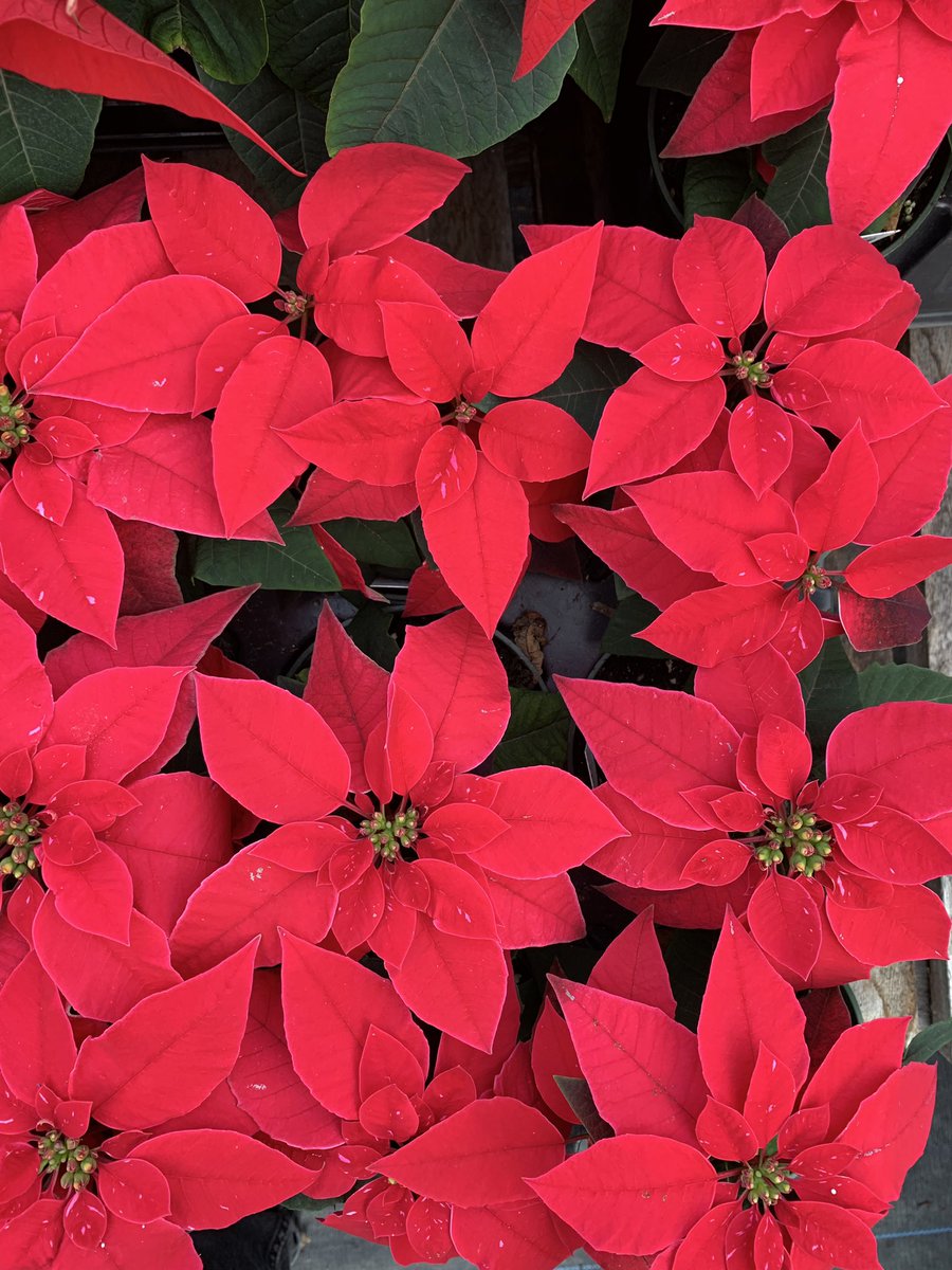 Allandale Farm tweet media