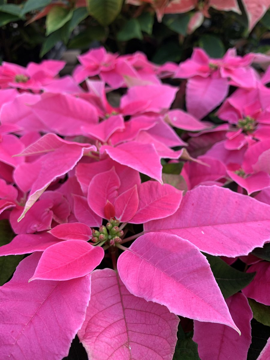 Allandale Farm tweet media