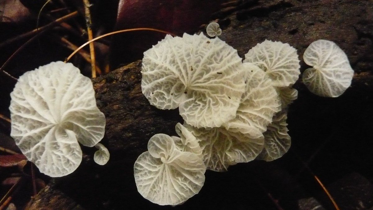 SCMicologia's tweet photo. Campanella caesia (Posible)
Humedal de Córdoba.
Bogotá, Colombia 
Observacion: Juan Camilo Rodriguez Martinez
29 de Noviembre del 2018 
@humedalesbogota @HumedalesCo @fhumedales @CordobaHumedal 
Maravillosa biodiversidad del Humedal Córdoba!!!! Belleza https://t.co/e62FlJ07SW
