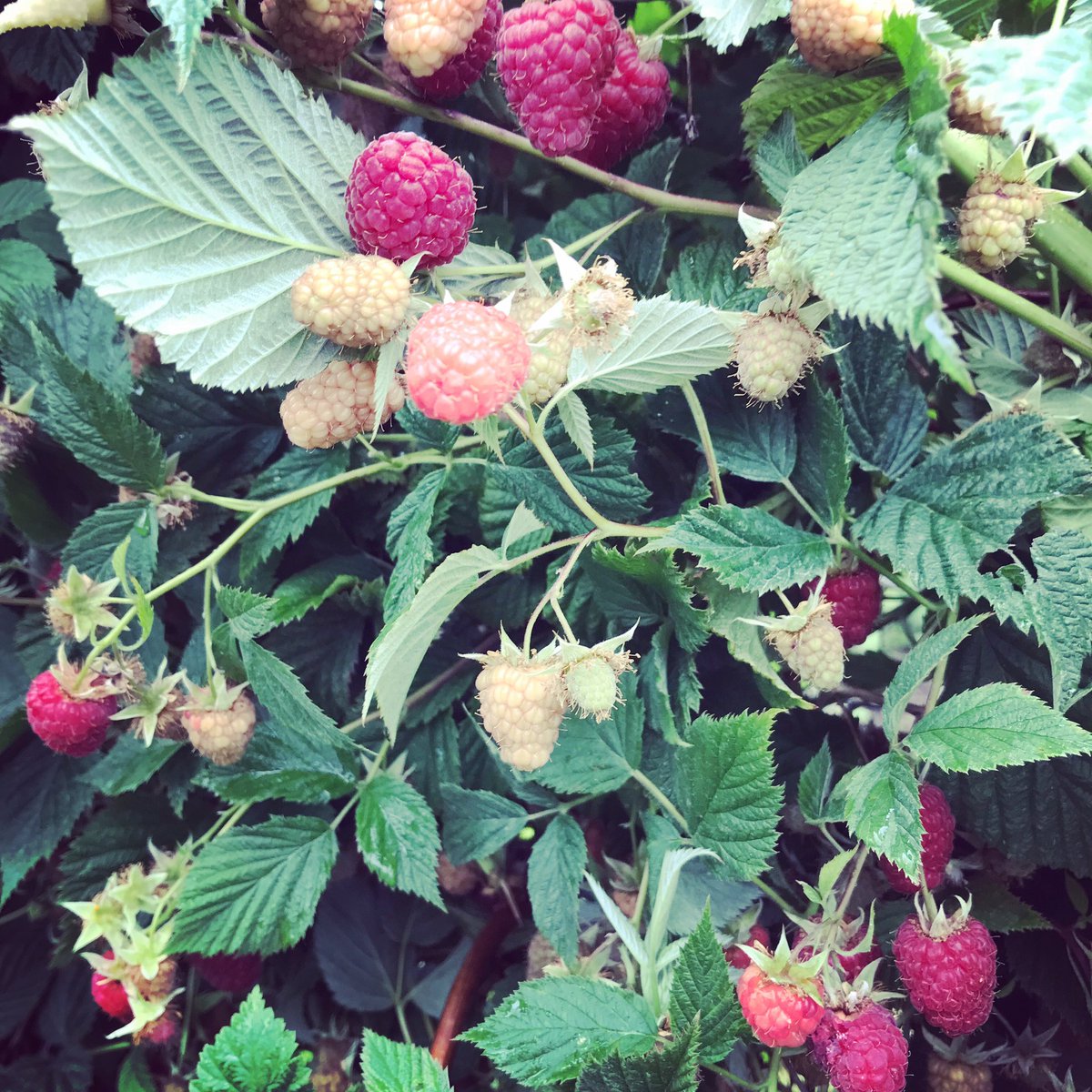 I see RED! I see RED!! I see RRREEEDDDDD!!! #raspberries #inseason #onlythebeginning