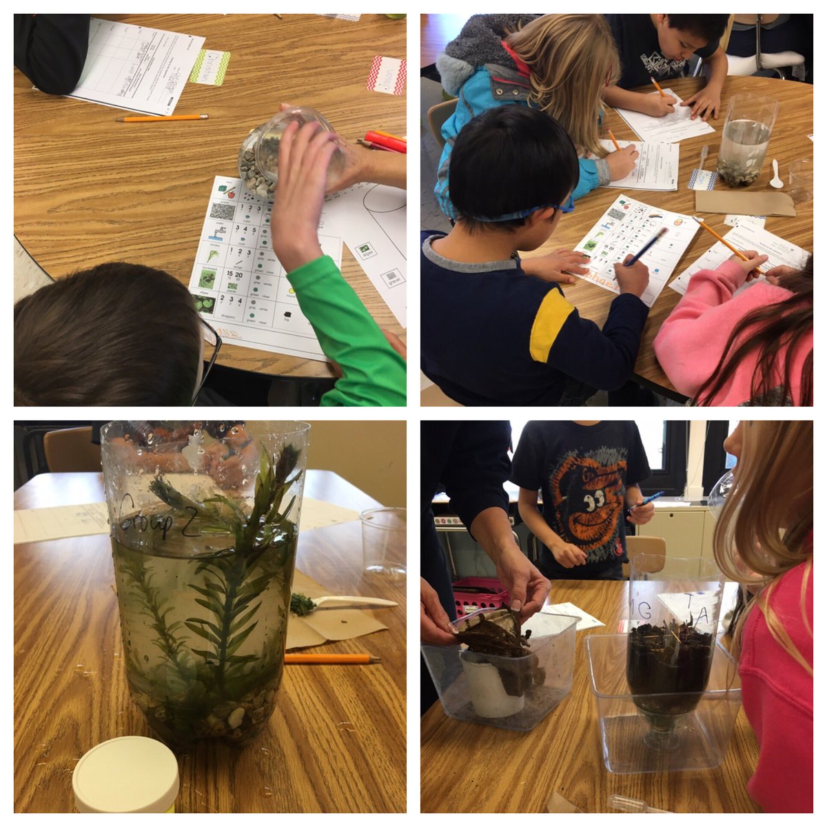 🐠 We made 🦗 our own 🐌ecosystems 🌱...what did YOU do today?? @BlakleyDES <a href="/collinswj/">Assistant Principal at Poolesville Elementary</a> #4thgraderocks
