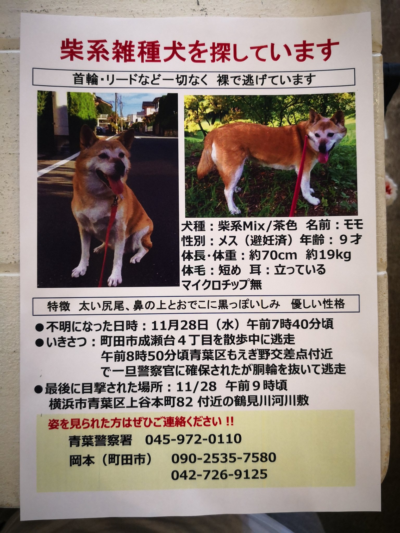 いぬねこcafeluaカフェお休み中 昨日とは別件の柴ちゃんがluaの近くでいなくなってしまったそうです 早くおうちに戻れるよう拡散お願いしますm M 東京 町田市 成瀬 いぬねこカフェlua 里親募集 保護犬 保護猫 犬 猫 子猫 ドッグカフェ 猫