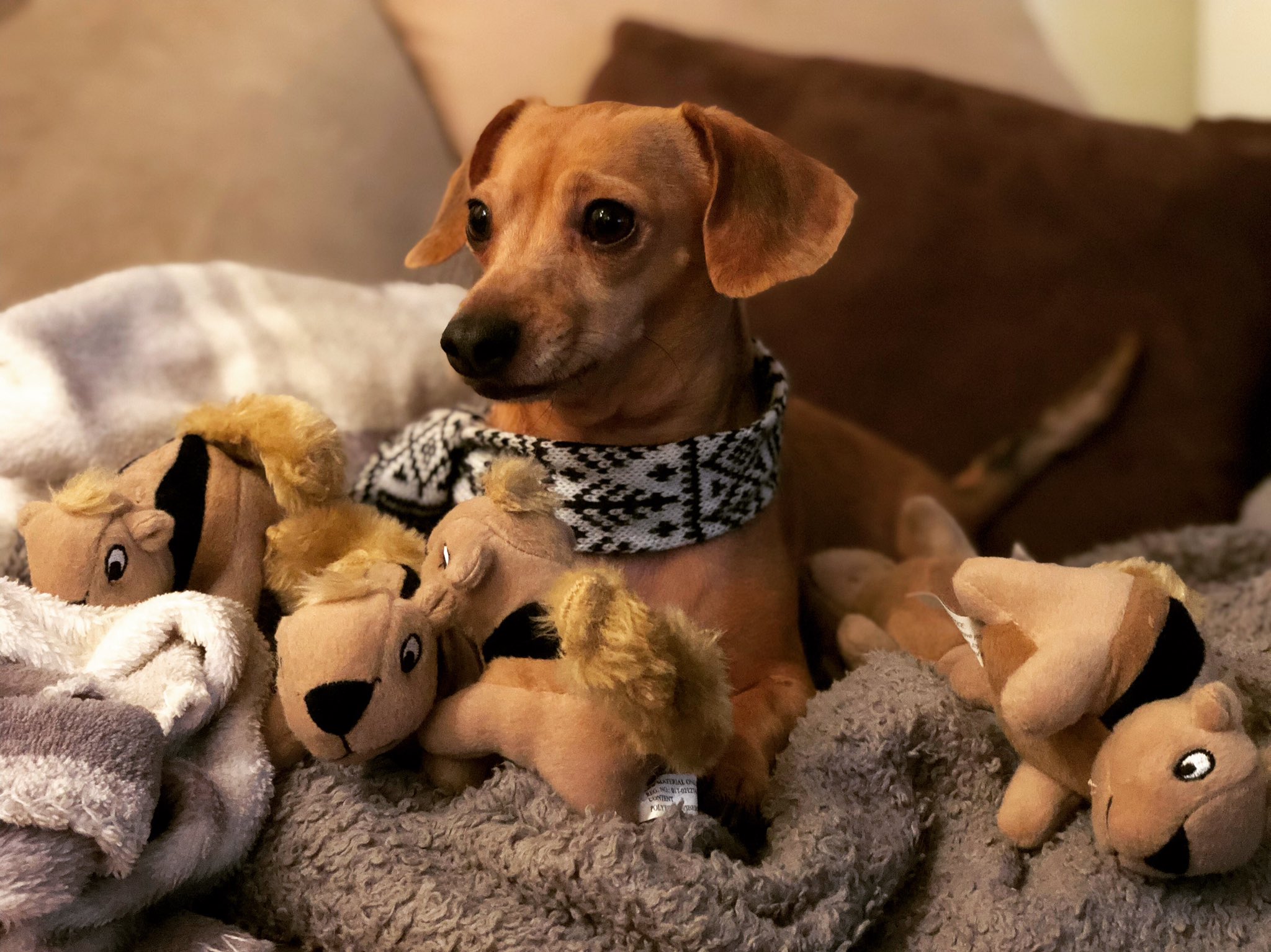 chiweenie stuffed animal