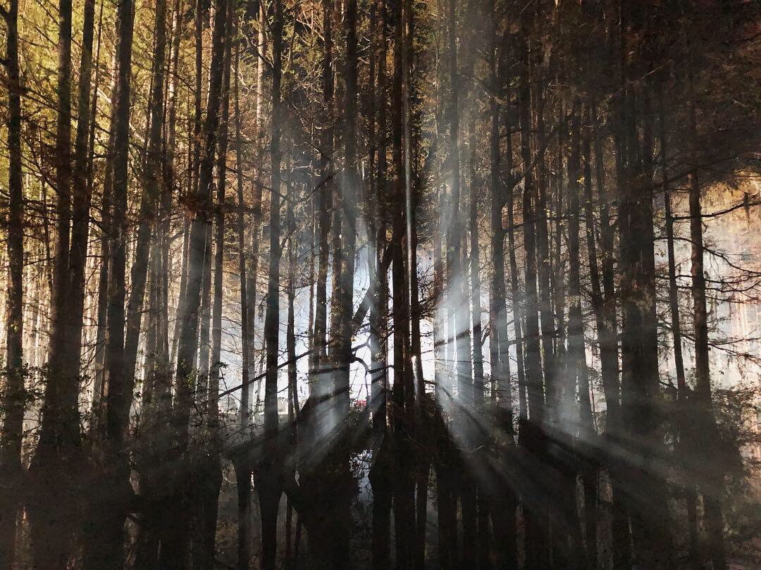 WilmOnFilm's tweet image. Film crews have been shooting scenes for DC Universe’s #SwampThing series on Greenfield Lake today. A sceheduled explosion has yet to happen, but filming is expected to go through the night. #ncfilm @euescreengems #ilm