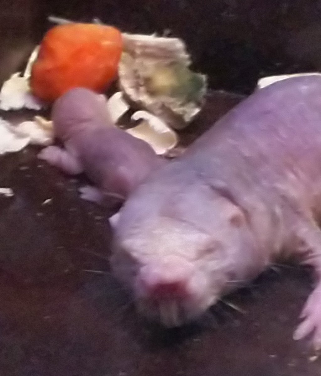 Emi در توییتر ハダカデバネズミの赤ちゃん ３匹確認できた 3 4 位 ちっちゃくてカワイイ パンダも生まれたては こんな感じですよね 初めて見た時はネズミみたいでビックリした記憶がある 上野動物園には１日では見切れないぐらい多種類の動物がいる