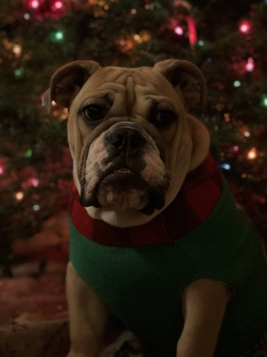 Michael_Rare's tweet photo. My baby’s first Christmas 🎄 https://t.co/VhPEgWILQx