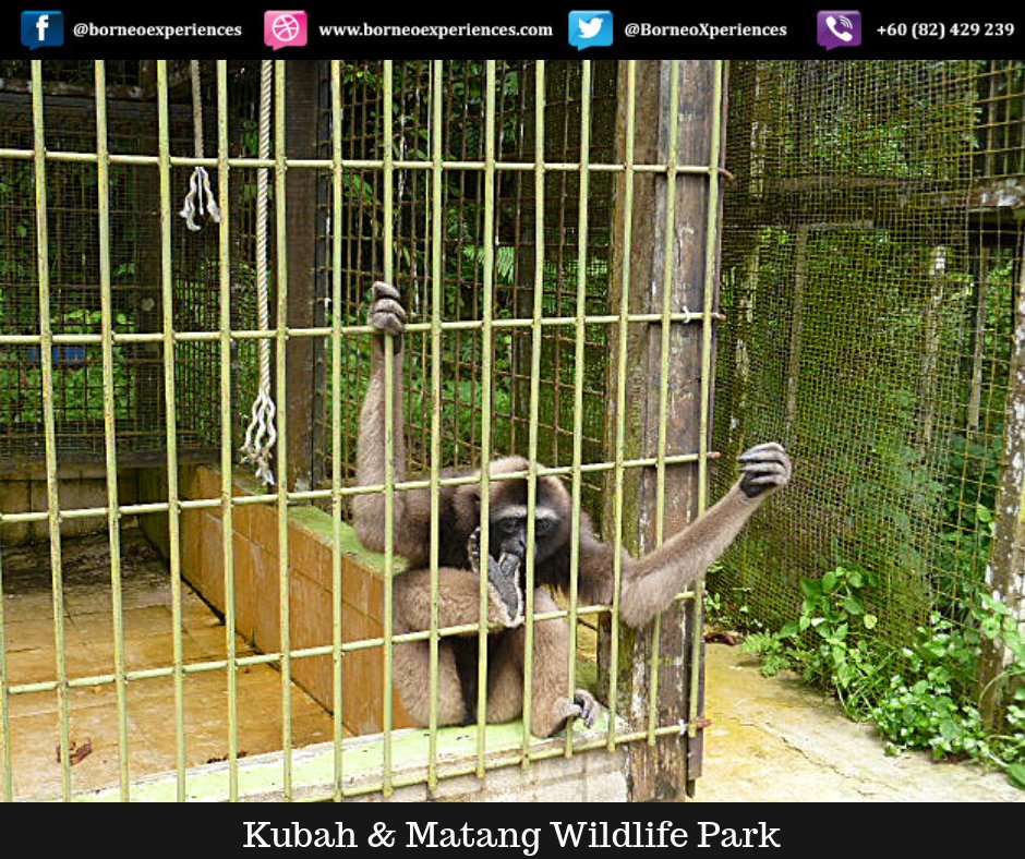 BorneoXperience's tweet image. Behind bars for now, awaiting a safe haven before being released.   

#Matang #Kubah #trekking #wildlife #frogs #lizards #jungle #waterfalls #letsgo #Sarawak #Kuching #thevillagehous2  #singgahsanlod1 #ontour #rainforest #bees #trees 
#monkey  #forestcritters #vacation