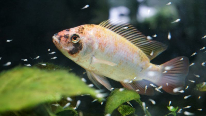 HygieneLabo's tweet image. La confiance des Européens dans l’industrie alimentaire s’érode buff.ly/2qTK4TV