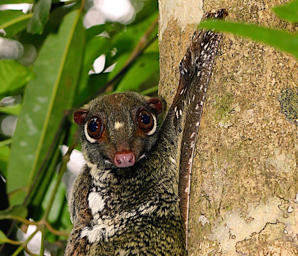 The Lorax on Twitter: "Too Cute! Sunda flying lemur (Galeopterus  variegatus) or Sunda colugo, hanging out for the day. Bako NP, Sarawak,  Borneo.… https://t.co/ZKVJJzPbeZ"
