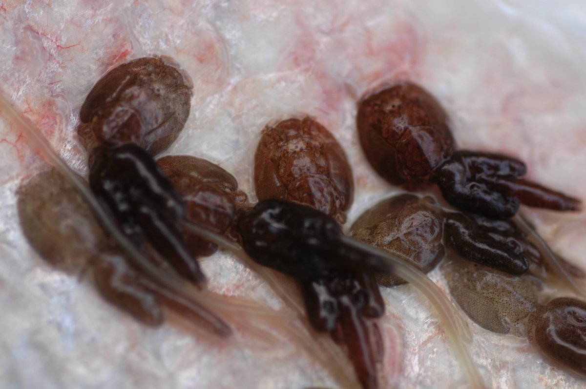 Fish farms play an important role in the epidemiology of #sealice on wild #seatrout. NEW PAPER OUT: "Parasitic sea louse infestations on wild seatrout: separating the roles of fish farms and temperature". Available OA in  #parasitesandvectors 
#LFI
rdcu.be/bcaNv