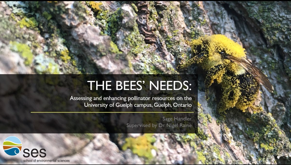 NigelERaine's tweet image. It was indeed the "Bees' needs"! Great talk this evening by @SageHandler about her independent research project to assess &amp;amp; enhance resources for #pollinators on @uofg campus. Nice work! #Beeknees @UofG_SES @sustainableUofG @BeeCityCanada