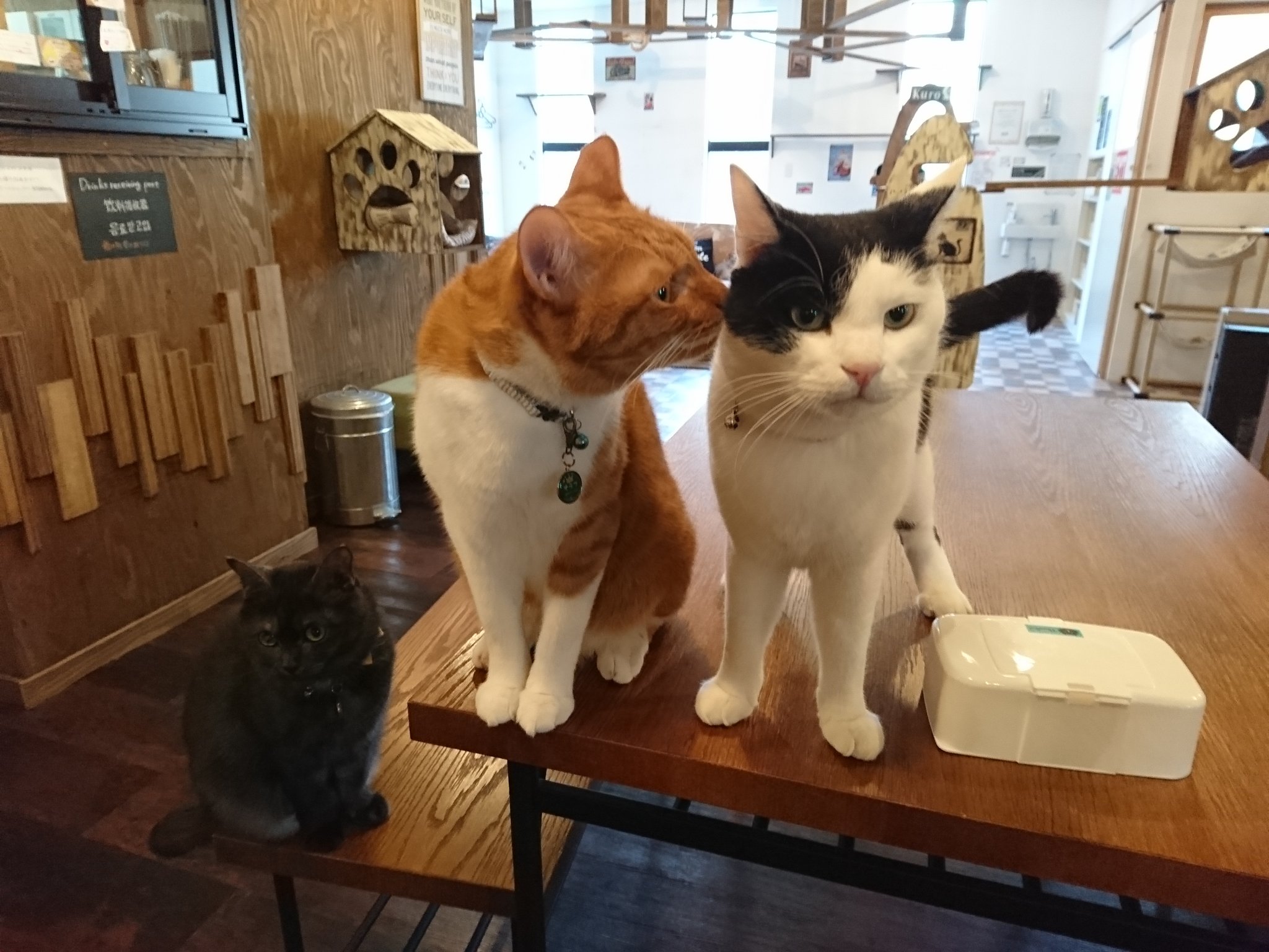猫カフェkuro A Tuwita ちょっと仲良くなったかな と思った次の瞬間シャーされてびっくりした新入りゼンちゃん オラフさんもう慣れて下さい 猫カフェkuro ゼンちゃん オラフ 猫好きな人と繋がりたい T Co Lr6xsjelxs Tuwita