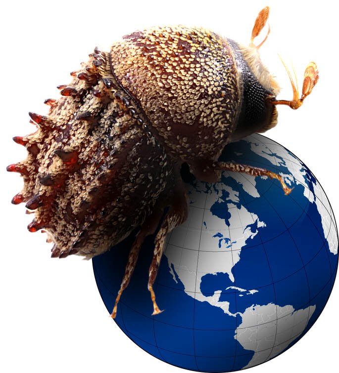 JiriHulcr's tweet photo. PhD student position in Forest Symbiology at the University of Florida: interactions between bark beetles, fungi, trees and the planet. @UFEntomology @SFRC_UF https://t.co/7bzPpn1hCj https://t.co/gaklexJWKg
