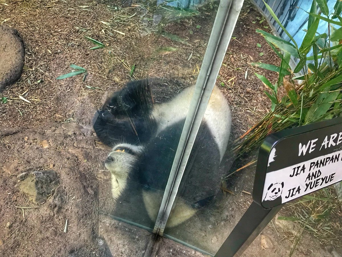 jillygibbs's tweet photo. The Pandas at the @calgaryzoo were so fun to watch! #pandas #yyczoo https://t.co/ZmMHOzhder