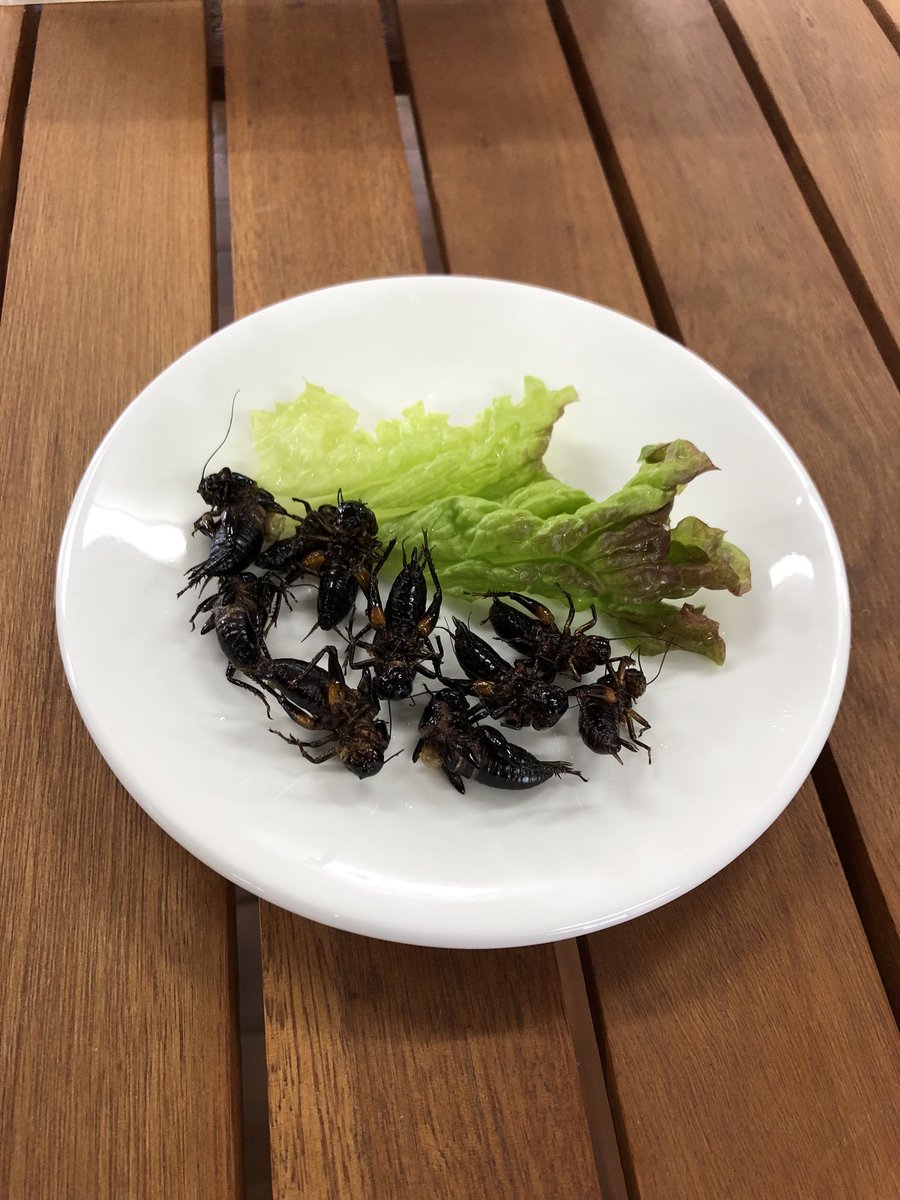 れぷはうす 爬虫類カフェ 明日から昆虫食始まります 昆虫食 ジャイミル コオロギ 爬虫類カフェ 爬虫類愛媛 爬虫類四国