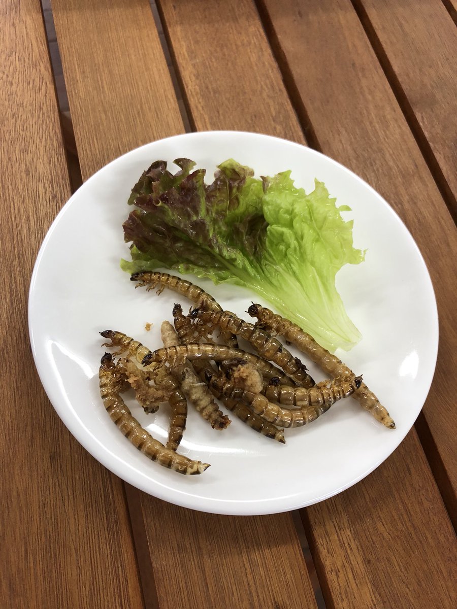 れぷはうす 爬虫類カフェ 明日から昆虫食始まります 昆虫食 ジャイミル コオロギ 爬虫類カフェ 爬虫類愛媛 爬虫類四国