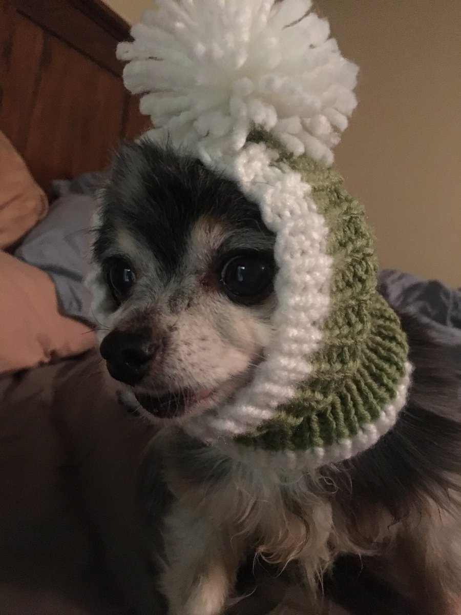 CheechChihuahua's tweet photo. New hat! Mummy made it for me! #knitting #chihuahua #chihuahuasoftwitter #dogs #dogsoftwitter https://t.co/mh7afoO1Ch