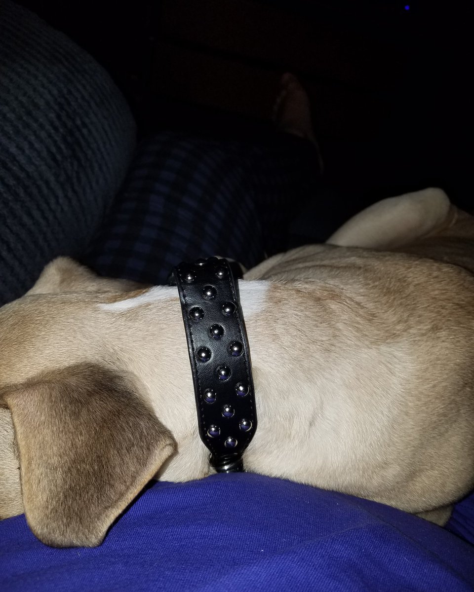 roadhouse1176's tweet photo. Gordy's new gear. #studcollar #freebirdpuppy @StacyShadows https://t.co/4NUOHSV7v6