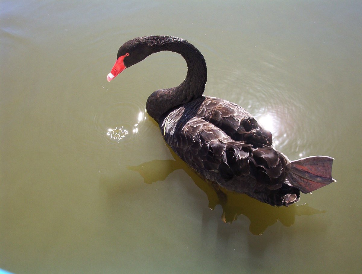 phitchener9's tweet image. Kicking back #howstheserenity