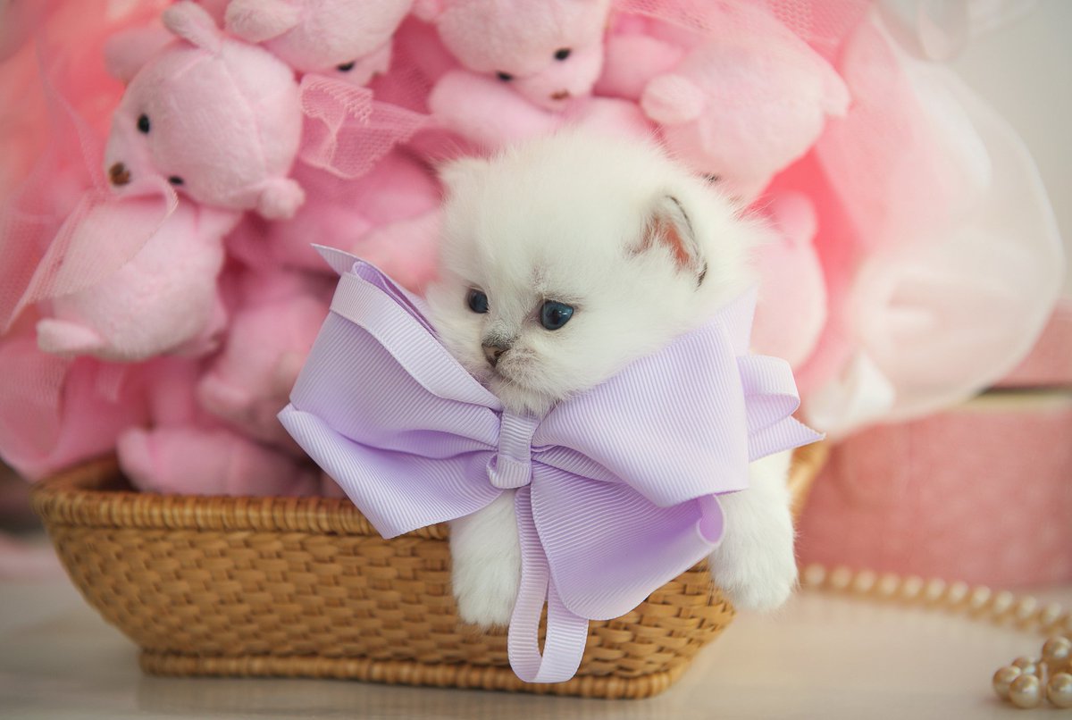 Котенок с розовым бантом