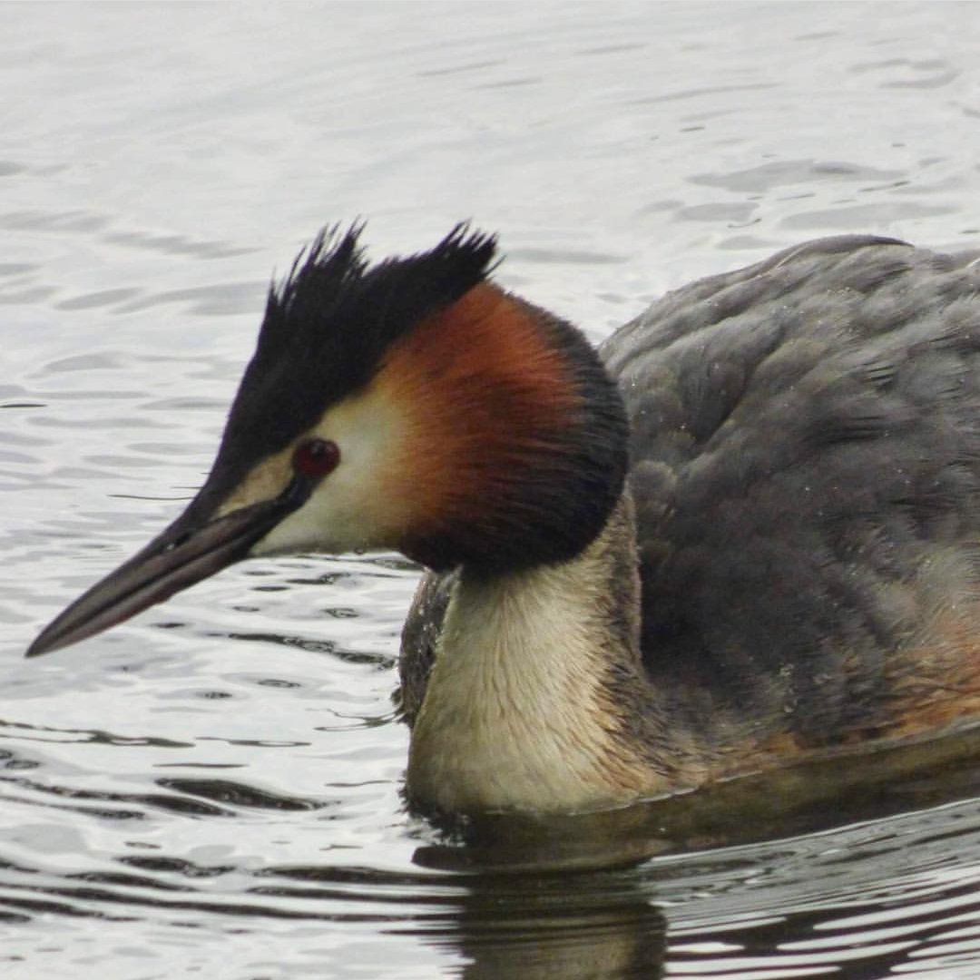 The Museum Of English Rural Life On Twitter Follow Our - 