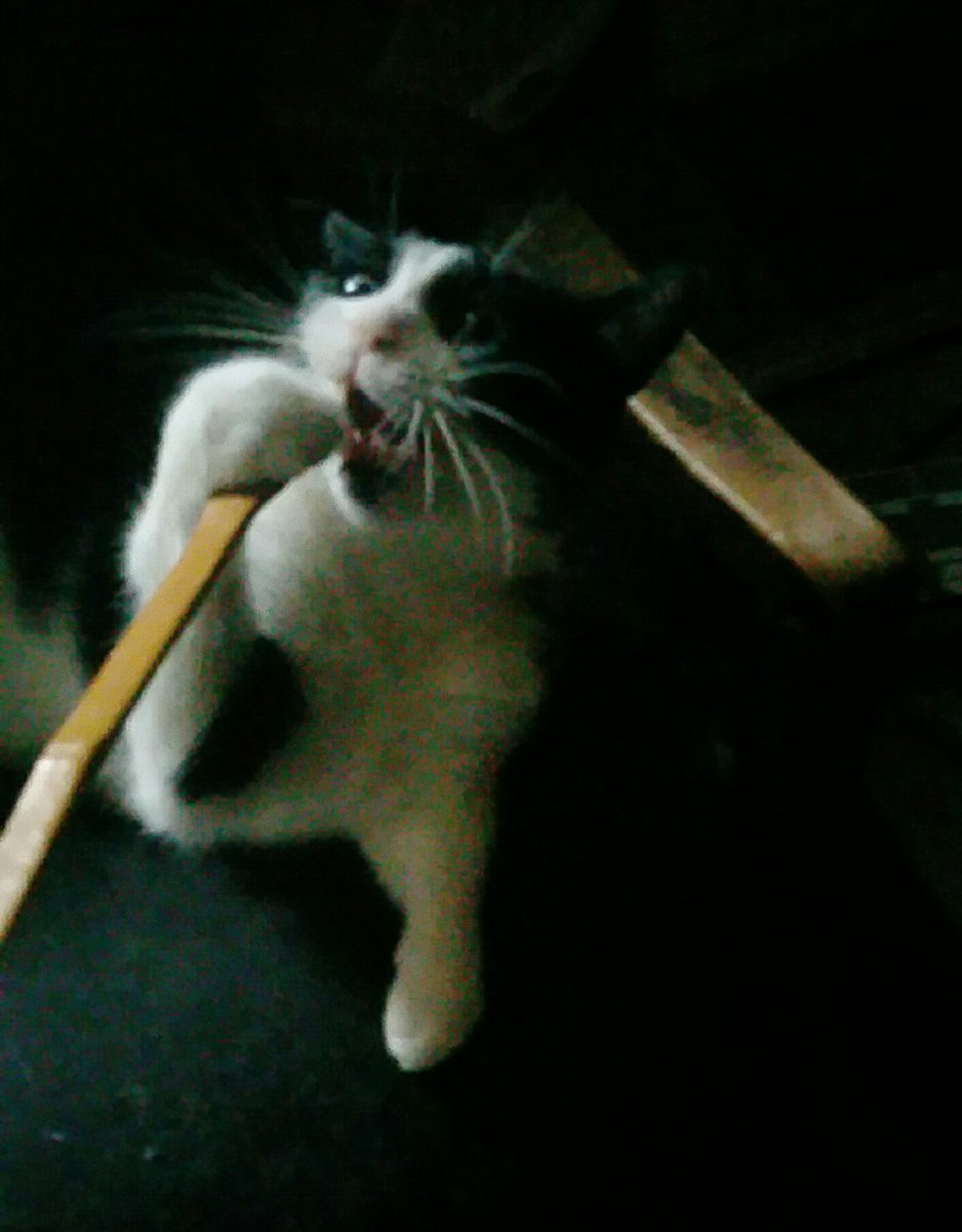 Johnsense38's tweet photo. #ThanklessJobsForParents
Cleaning the litter box and keeping his food bowl and water glass full. My fur baby counts!! https://t.co/OcOWK4V8St