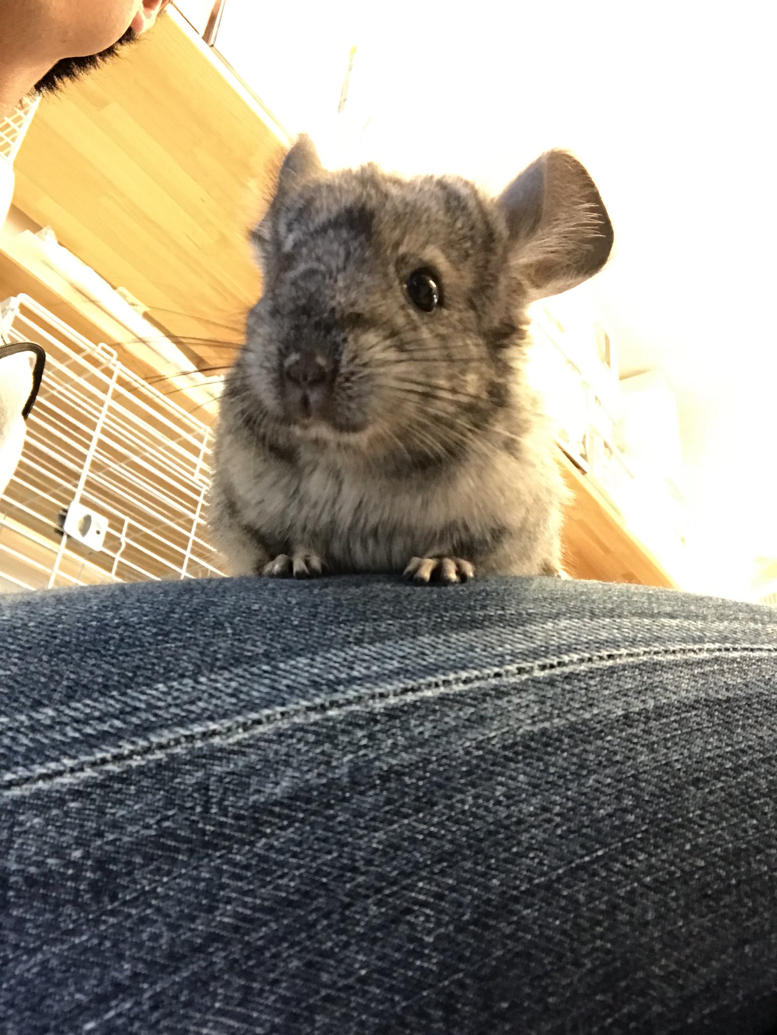 中津川市の観賞魚 小動物専門店 まるかね チンチラの赤ちゃん入荷です 国産の女の子 カラーはグレーです 入荷量がかなり少ないチンチラなのでお早めに チンチラ チンチラベビー チンチラグレー チンチラの赤ちゃん ペット 岐阜 中津川