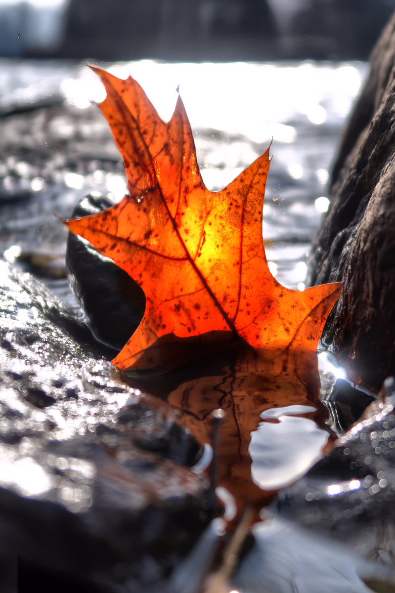 Tacks_Imagery's tweet image. Maiden voyage, sail set high, colors standing proud she drifts into winter with no regrets. #deeptones #naturephotography #photography #canon #live #life #travel #explore #imagine #fall #wisconsin #colors #wisconsinphotographer #canonphotography