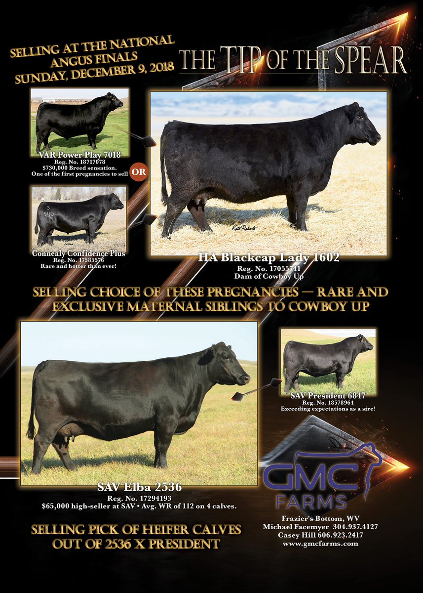 WayfareAngus's tweet image. Ok Cowboys &amp;amp; Cowgirls, the NFR is at hand, and the National Finals ANGUS sale is too!  Check out these cutting-edge consignments from GMC Farms.
